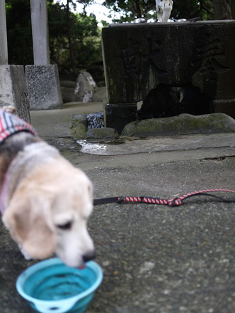 ここに来たら清めないとでちゅね、ごくごく