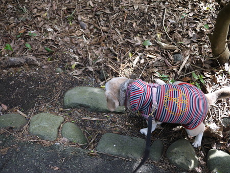 嬉しくてあっちこっちマーキングするうみちゃん
