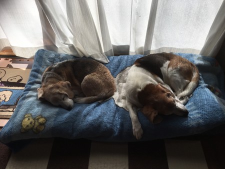 ほんと仲良しなのら~