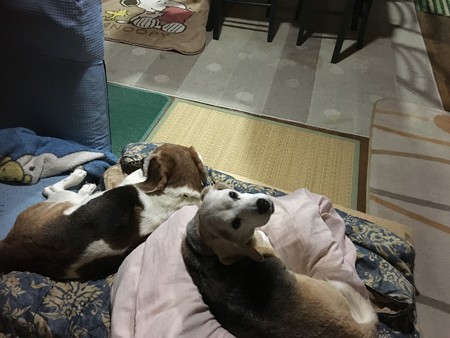 いちゃいちゃちぅだから、邪魔ちないでくだちゃいよ!
