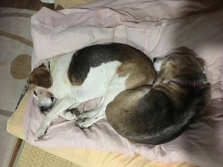 今宵も仲良しです