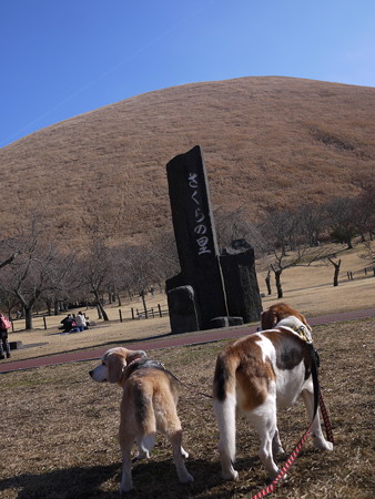 伊東市の「さくらの里」にきました!