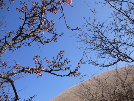 おお、桜の蕾が!