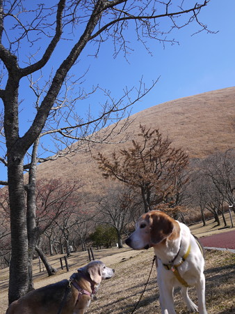 桜が満開の時はこの公園はめちゃくちゃ綺麗で人も多いです