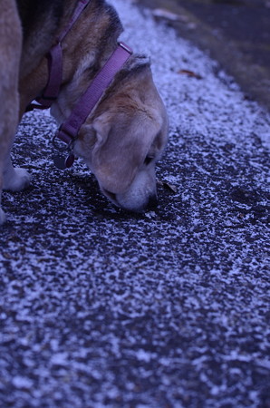 でも雪の中に何かあるかは確認ちちゃうわ