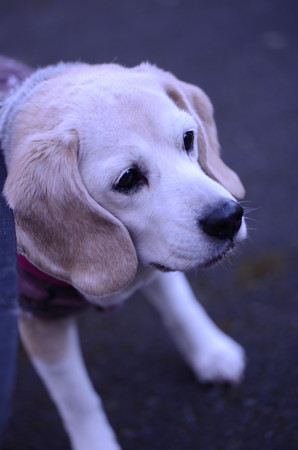 チョコは年中無休承っていまちゅ(犬はチョコNOーーー!)