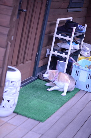 カイカイしてる顔が間抜けで可愛い
