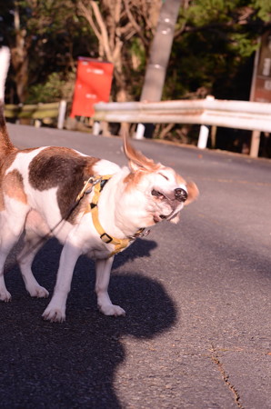 ぶるぶるぶるーーー!!