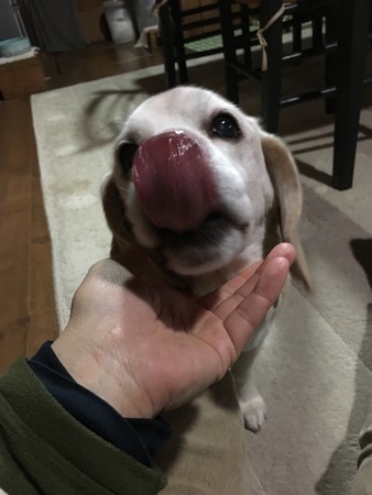 あたちは猛烈ぺろぺろプリティ癒ししちゃいまちゅわよ