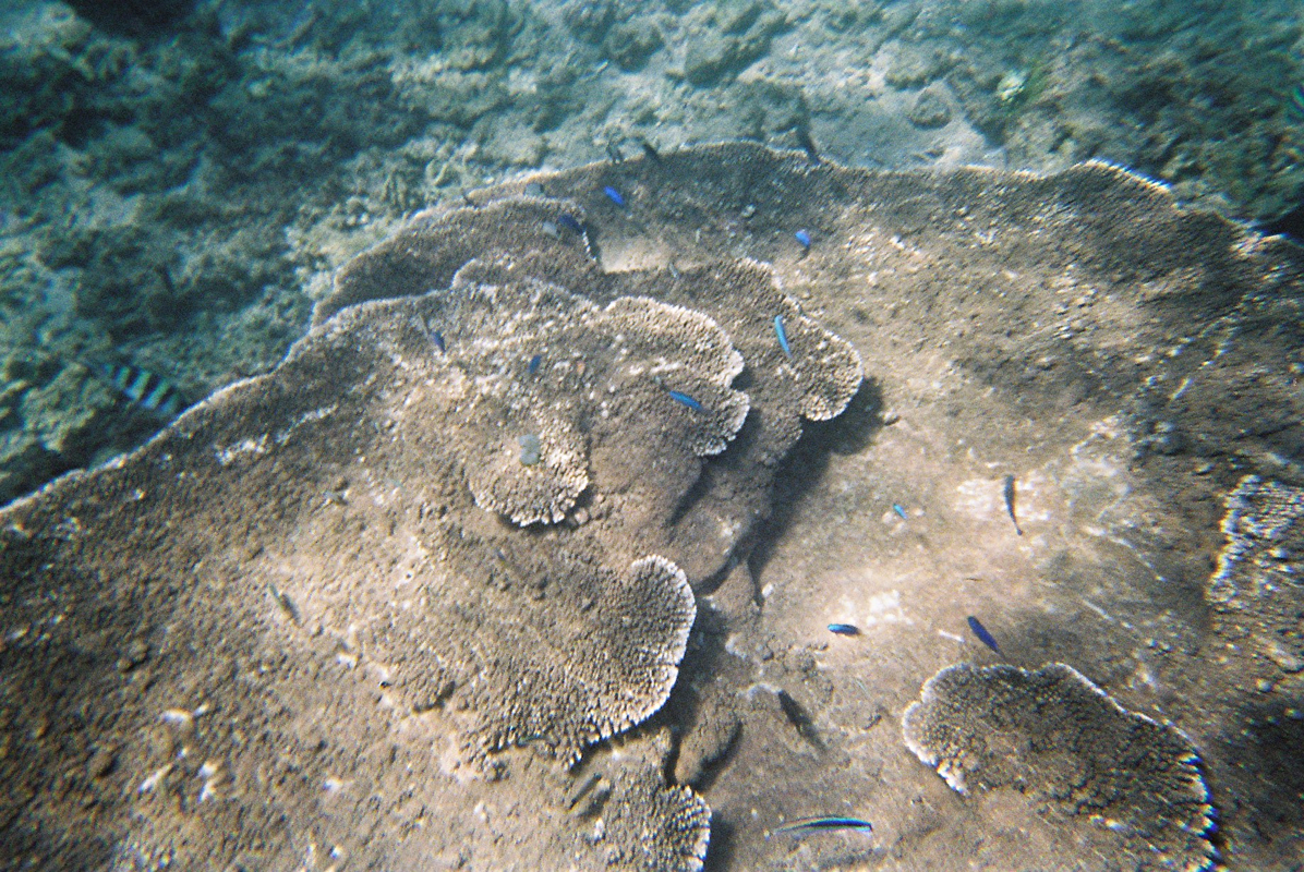 海中