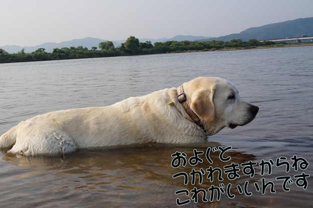暑中 お見舞い申しあげます