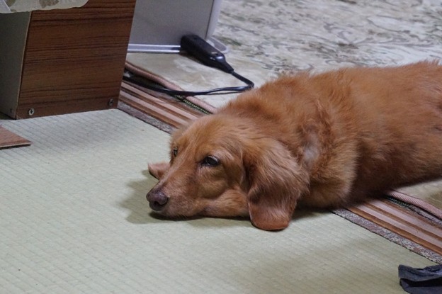 催促