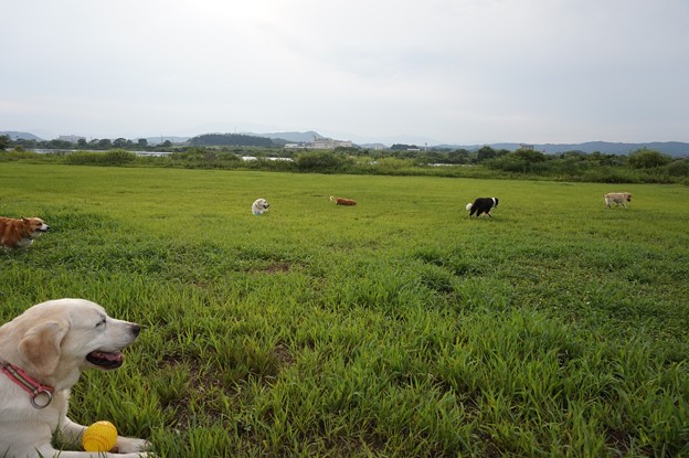 河川敷