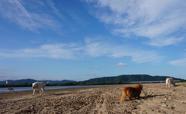空とわんこ