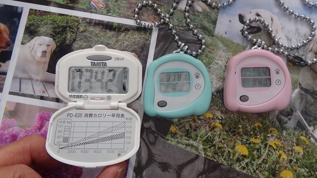 わん歩計　実践編