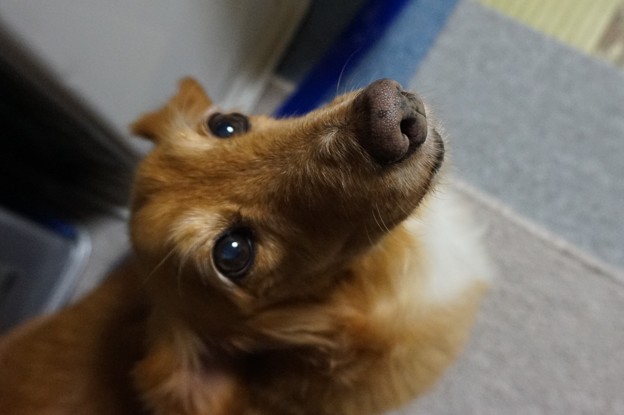 夕食前