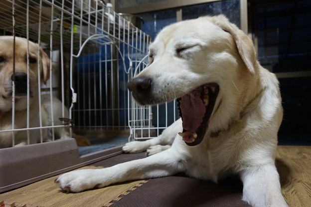 大あくびのくん子母