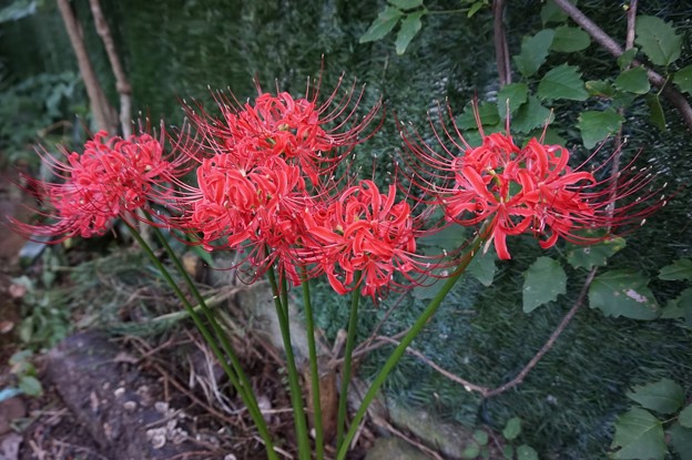 彼岸花