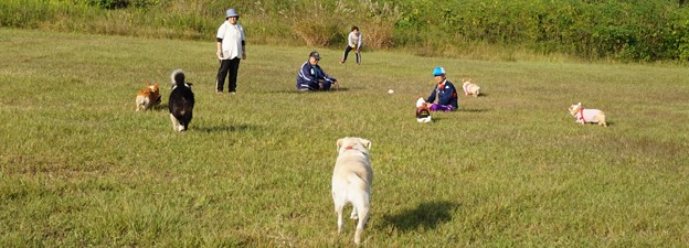 わんこ仲間