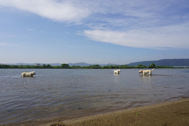 わんこと川原