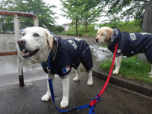 梅雨入り日