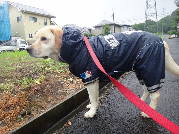 梅雨入り日