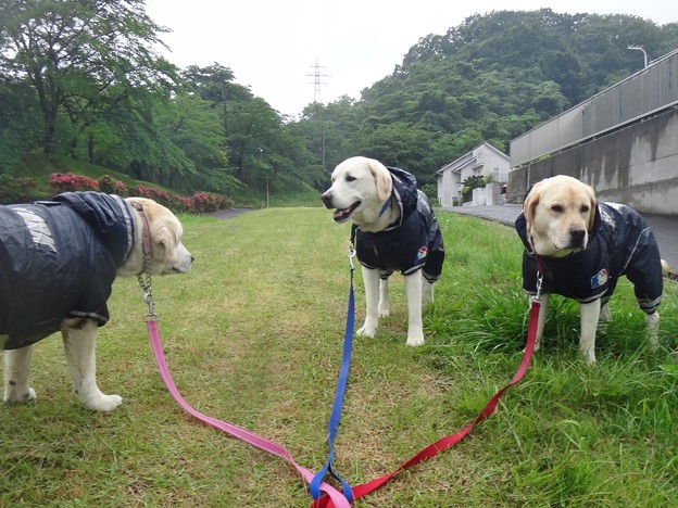 梅雨入り日