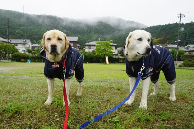 雨降り日