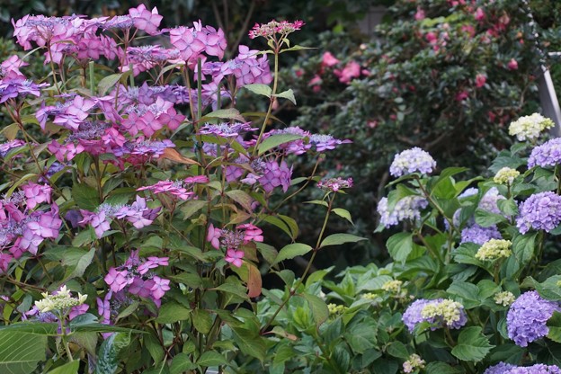 庭の紫陽花