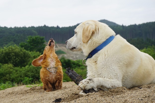 さっきまでは晴れ