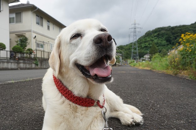 親子わんこで