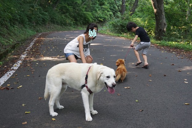 涼しい道