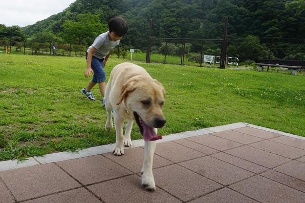 ドッグラン
