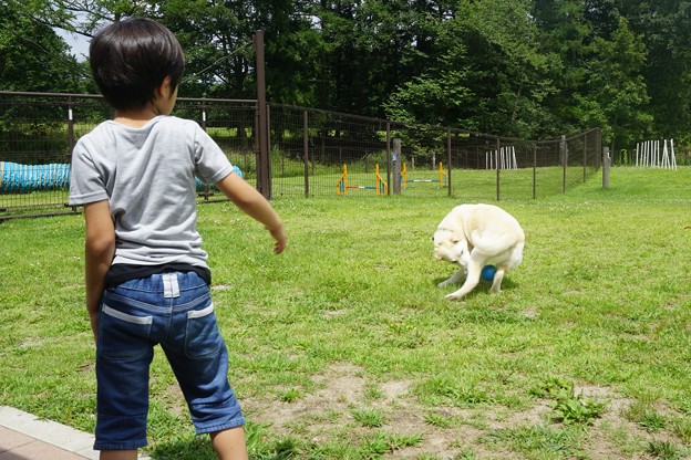 ドッグラン