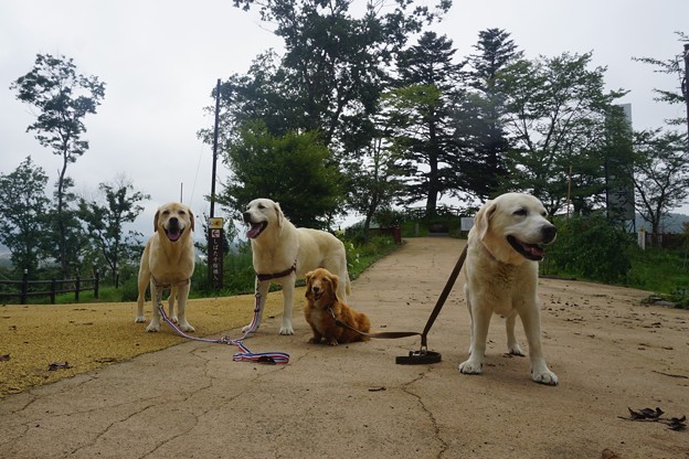 お山の公園