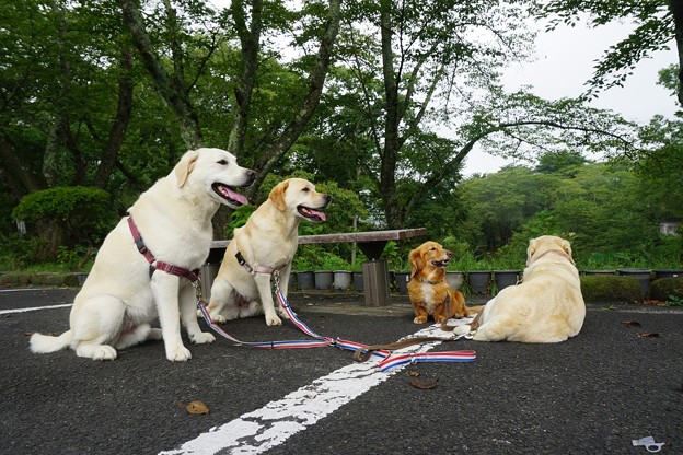 お山の公園