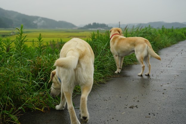 雨の日散歩
