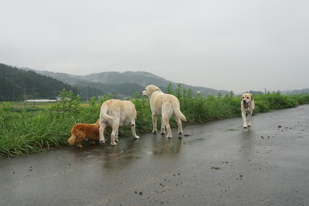 雨の日散歩
