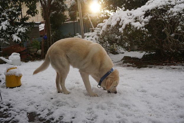 雪の朝