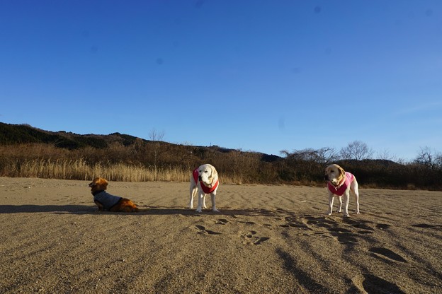わんこ家族