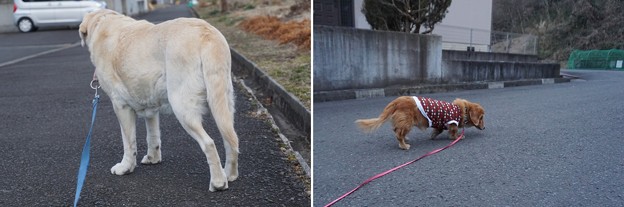 くんとリモ