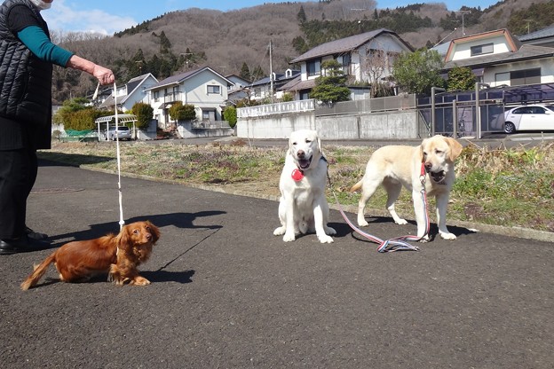 ダックスくんと