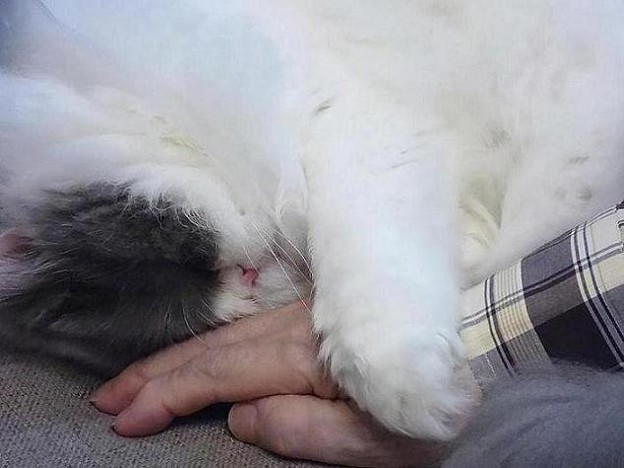 暑苦しい?