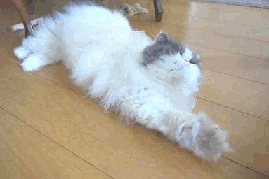 ゴロにゃん