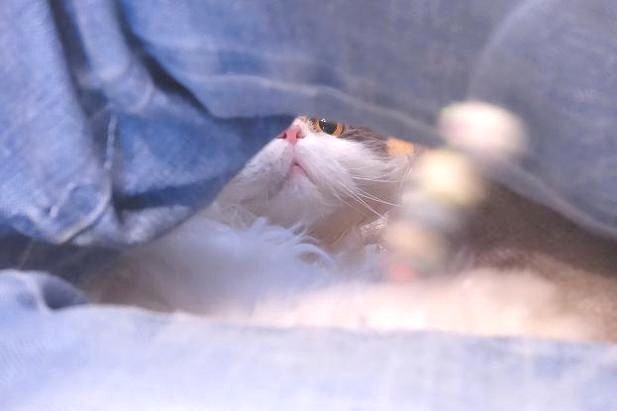 下からこんにちは1