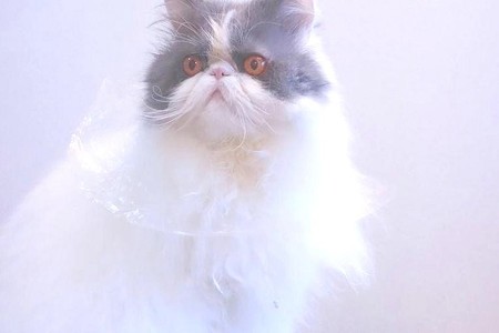 レジ袋王子