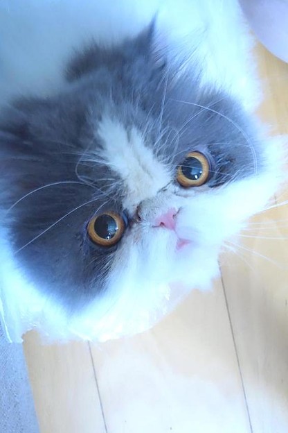 本日のくうちゃん