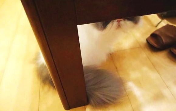 隠れんぼ