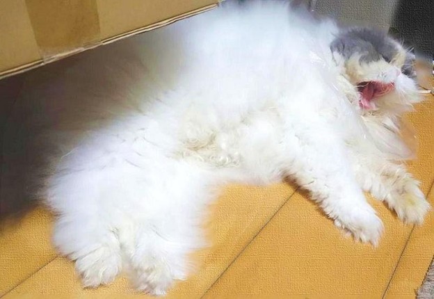 大あくび