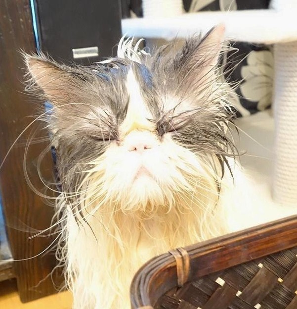 あ~哀愁猫